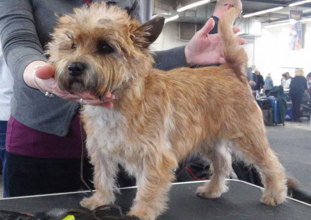 Trimmen Conic Hills Cairn Terrier Siegen NordrheinWestfalen